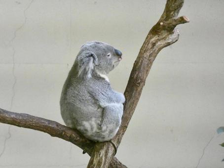 Koala on a tree, JPG Koala on a tree, JPG
