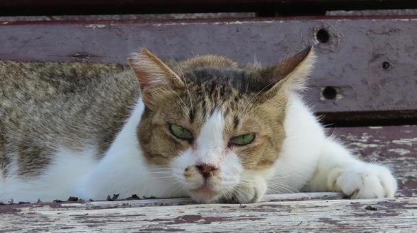 夕涼みが日課のもふもふであざとい猫様 夕涼みが日課のもふもふであざとい猫様の写真