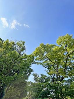 Photo, wood, sky, park, 