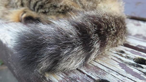 もふもふで可愛い猫のふわふわな尻尾 猫,キジトラ,尻尾の写真素材