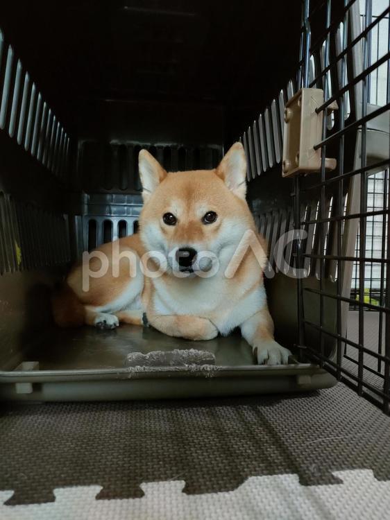 雷が怖くてクレートに避難する柴犬くるみ！ 犬,柴犬,シバの写真素材