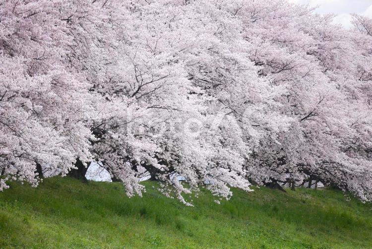 八幡背割堤桜 - No: 969501｜写真素材なら「写真AC」無料（フリー）ダウンロードOK
