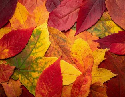 紅葉のイチョウともみじの落ち葉の写真 紅葉のイチョウともみじの落ち葉の写真の写真