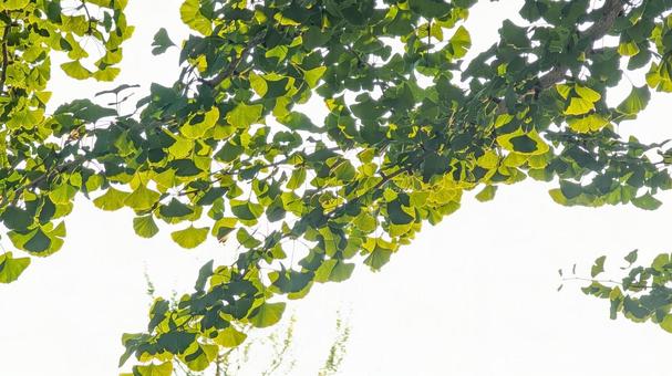 Ginkgo leaves shining against the sunset sky, JPG Ginkgo leaves shining against the sunset sky, JPG