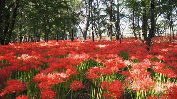 巾着田曼珠沙華公園・彼岸花の群生・日高市 巾着田曼珠沙華公園・彼岸花の群生・日高市 秋,巾着田,曼珠沙華公園の写真素材