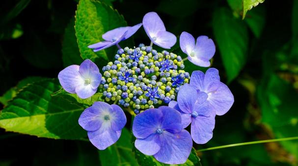 Photo, hydrangea, flower, rainy season, 