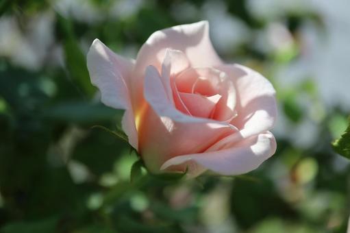 バラ園に咲く綺麗な薔薇を撮った写真です バラ園に咲く綺麗な薔薇を撮った写真ですの写真