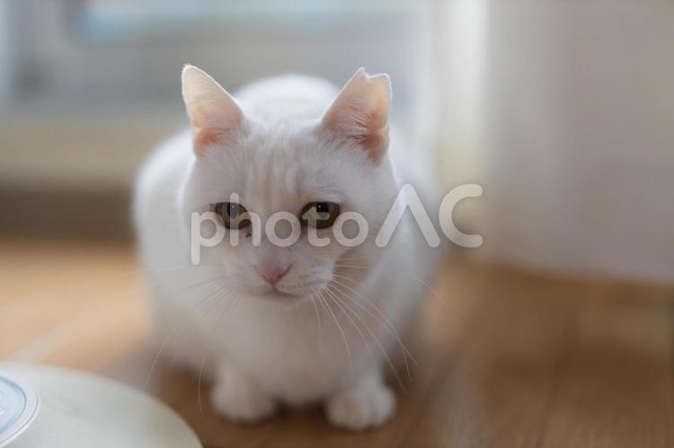 じーっとする白猫 白猫,シロネコ,しろねこの写真素材