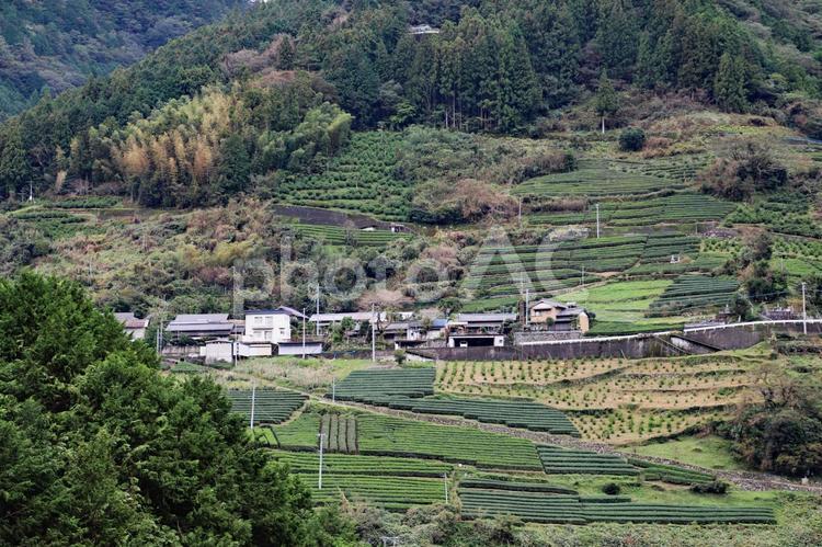沢渡地区集落茶畑 仁淀川水系上流6 仁淀川,仁淀川上流,四国山地の写真素材