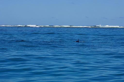 ニューカレドニア ノカンウイ島47 海豚 ニューカレドニア ノカンウイ島47 海豚の写真