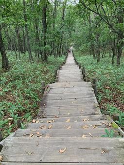 釧路湿原の木道 釧路湿原の木道の写真
