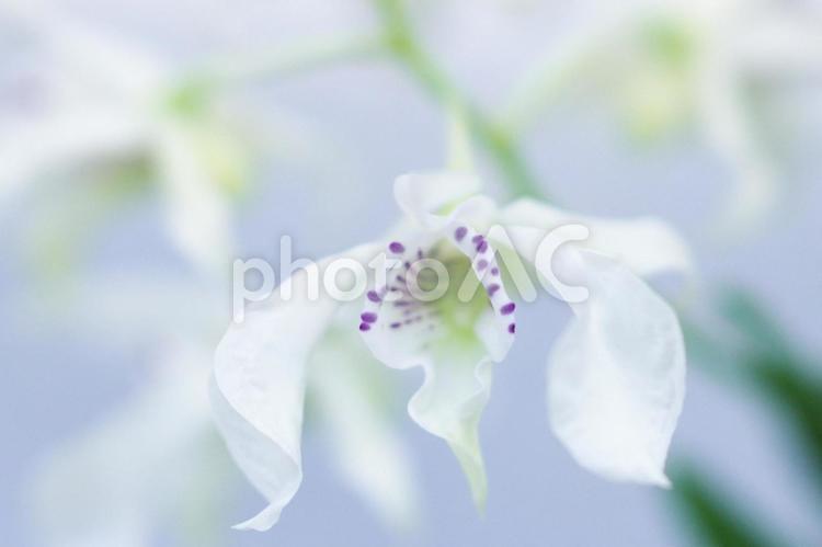 世界の美しい洋らん らん,花,マクロの写真素材