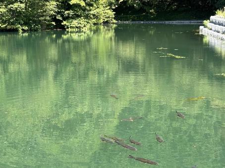 山の池 山の池 池,自然,自然背景の写真素材