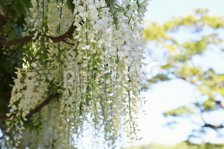 白色が美しく良い香りの藤の花 藤の花,自然,群生の写真素材