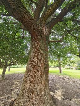公園の大木!クスノキ 公園の大木!クスノキ くすのき,楠,大木の写真素材