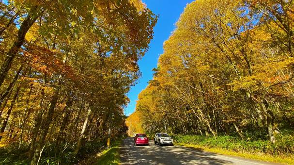 紅葉のせせらぎ街道 紅葉のせせらぎ街道 紅葉,せせらぎ街道,秋の写真素材