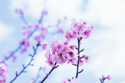 一足早い春を告げる早咲きで満開の桜の花 一足早い春を告げる早咲きで満開の桜の花の写真