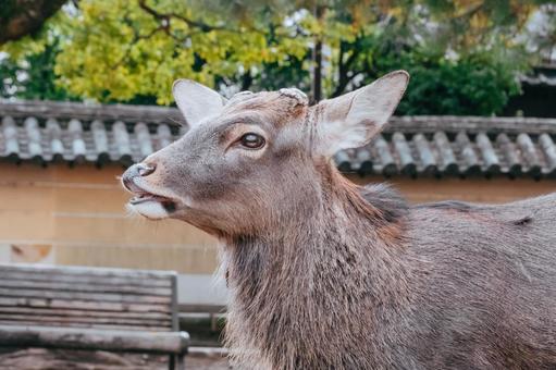 食べ物がほしい 鹿,動物,哺乳類の写真素材