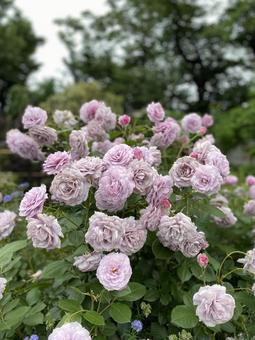 Purple Rose, JPG