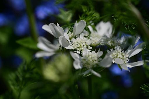 Photo, orlea, flower, white, 