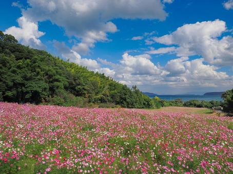今津コスモス畑 今津コスモス畑,コスモス,秋桜の写真素材
