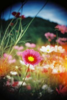 フィルム越しの紅秋桜 フィルム越しの紅秋桜 コスモス,秋桜,秋の花の写真素材