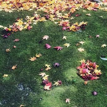 もみじ もみじ もみじ,絨毯,風景の写真素材