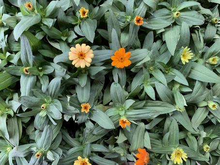 ヒャクニチソウ　百日草　花 ガーデニング,園芸,ヒャクニチソウの写真素材