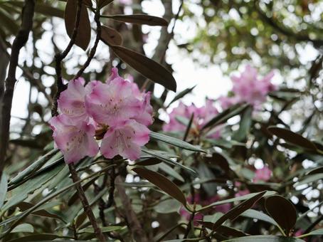 飛龍山のシャクナゲ 飛龍山のシャクナゲ 石楠花,しゃくなげ,シャクナゲの写真素材