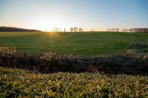 地平線に沈む夕日が照らす別海町の牧草地 丘,樹木,光芒の写真素材