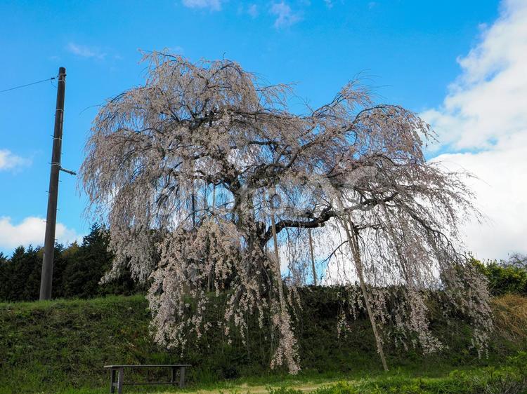 徳佐・直地のしだれ桜 桜,満開,さくらの写真素材