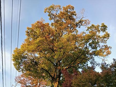 紅葉 紅葉,自然,風景の写真素材
