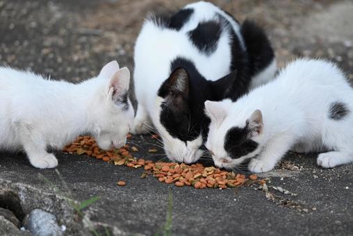 家族でごはん 毛並み,ひげ,猫島の写真素材