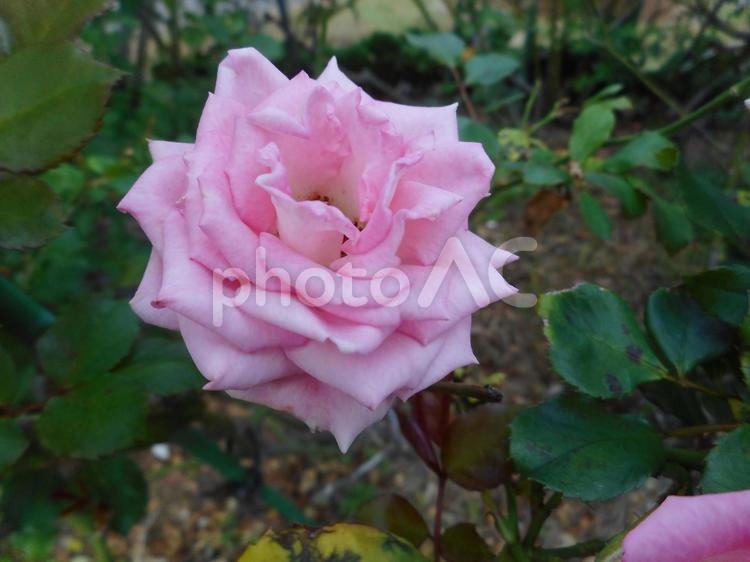 日本生まれのピンクの薔薇、キャンディピンク 薔薇,キャンディピンク,植物の写真素材