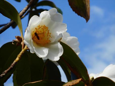 Rose flower shines in the blue sky, camellia, flower, plant, JPG