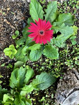 ガーベラの花の写真