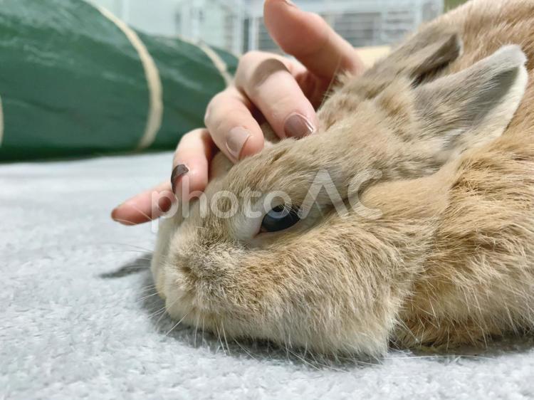 撫でられている茶色いうさぎ うさぎ,ウサギ,ペットの写真素材