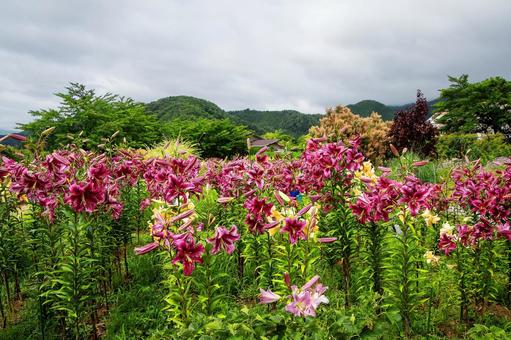 ゆりの花 ゆりの花の写真