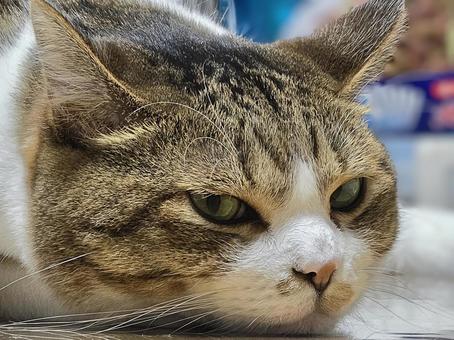 Squid ear cat, JPG
