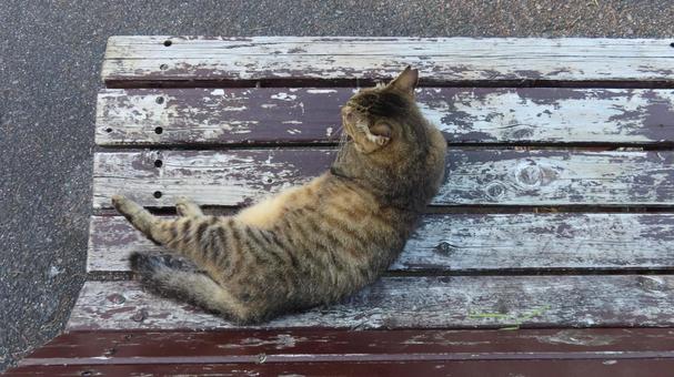 ベンチの上で夕涼みしているもふもふな猫 ベンチの上で夕涼みしているもふもふな猫の写真