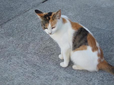 うつむく野良猫 うつむく野良猫の写真