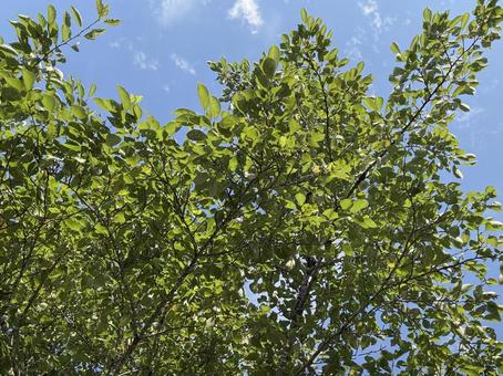木漏れ日 木,空,青空の写真素材