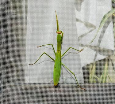 網戸に這うカマキリ カマキリ,蟷螂,昆虫の写真素材