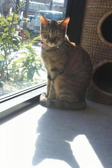 A tabby cat relaxing in the sun, JPG A tabby cat relaxing in the sun, JPG