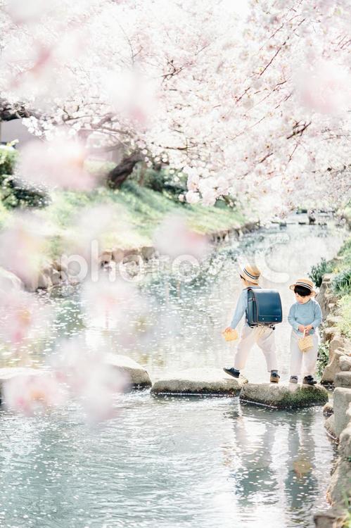 桜の中の兄弟 春,桜,兄弟の写真素材
