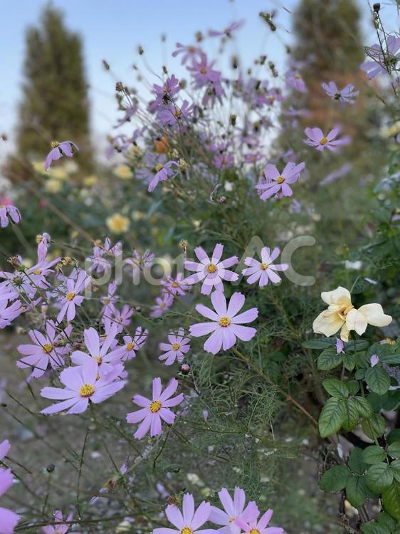 夕暮れに咲くコスモス コスモス,自然,風景の写真素材