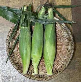 とうもろこし01 とうもろこし01 とうもろこし,もぎたて,コーンの写真素材