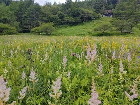 高原のお花畑 高原のお花畑の写真