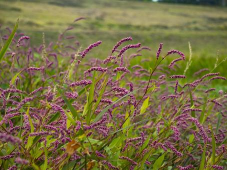 イヌタデ 野草,秋,雑草の写真素材