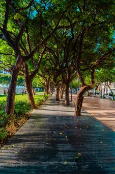 【台湾】台中の夏の公園 2025 【台湾】台中の夏の公園 2025 台湾,台中,公園の写真素材
